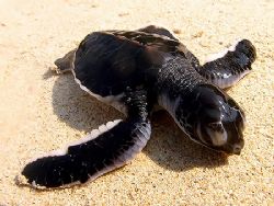 Sun Tanning! Taken In Tenggol Island, Malaysia With Canon... by Ed Eng 